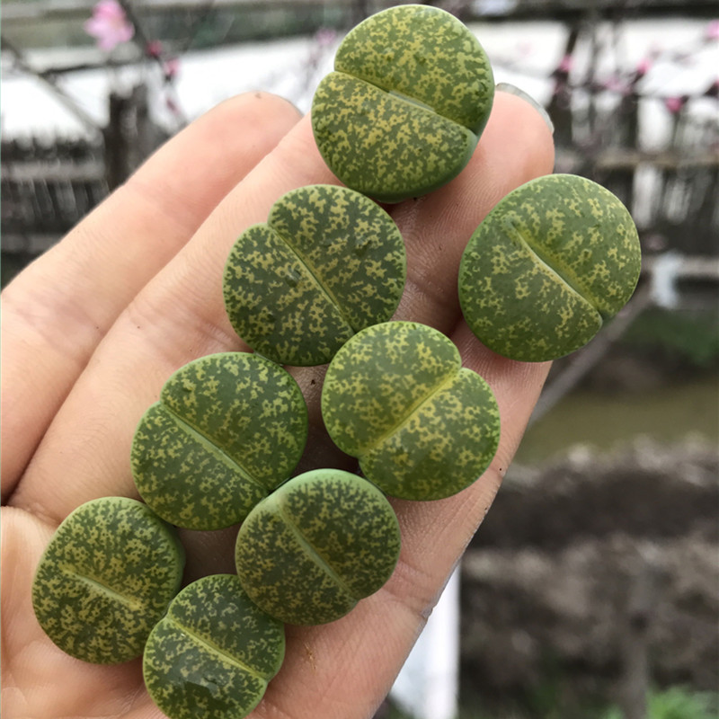 绿紫熏 c36a生石花 绿紫薰 绿紫勋 多肉植物石生花屁股花屁屁花