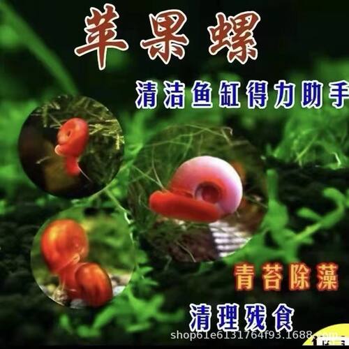 苹果螺除藻螺观赏螺活体红苹果螺清洁螺黄金螺清缸除青苔简单耐养