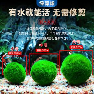 绿藻球水族箱鱼缸造景观赏活体真水草生态球生态瓶海藻球水藻球