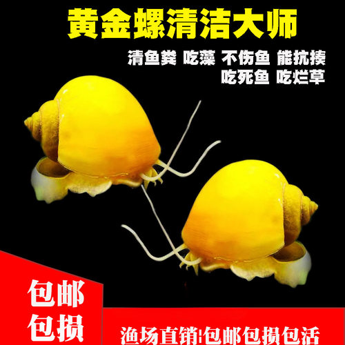 黄金螺除藻螺观赏螺鱼缸清洁螺吃藻苹果螺斑马螺吃粪工具淡水螺