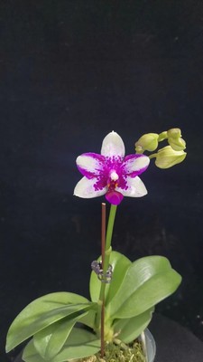 【零度生物】紫钻夏花朵粒蝴蝶兰续花型