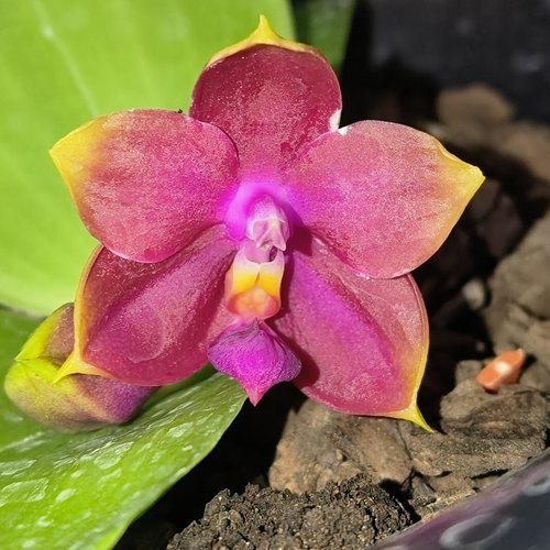 【零度生物】(小球种好)新手好养活壮苗好养活原种1102蝴蝶兰