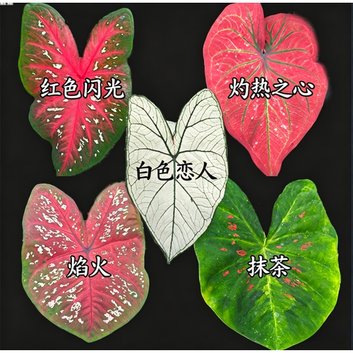 【零度生物】彩叶芋天南星科植物新手简单好养就活办公室绿植热植