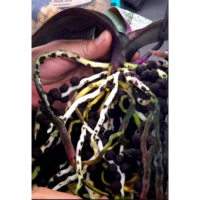 【零度生物】小球植料养花0基础简单干净快速花卉绿植通用植料