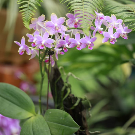 【零度生物】紫罗兰原生蝴蝶兰花浓香续花兰花盆栽兰花苗新手好养