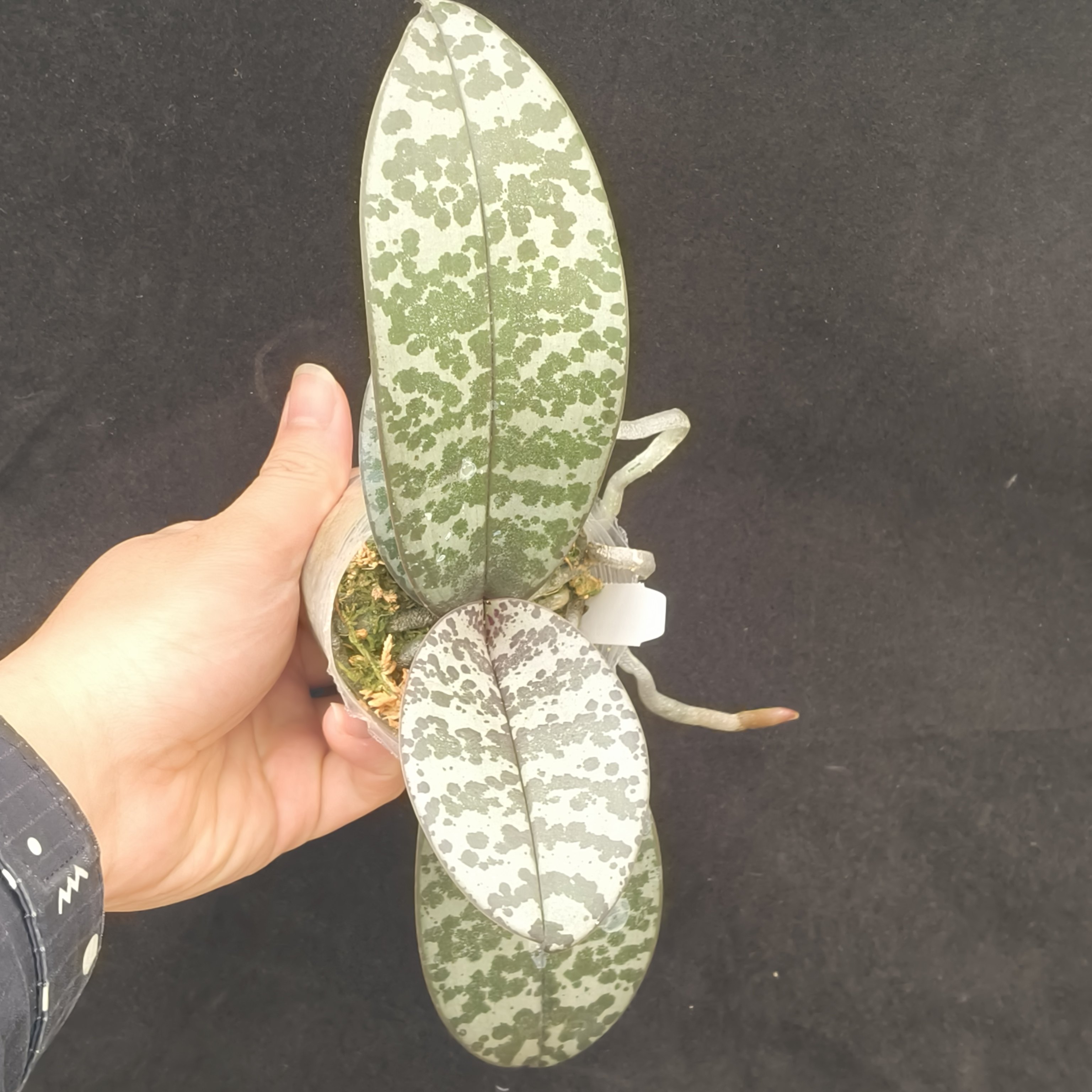 【零度生物】(小球植料种好抢先体验)斑点纹西蕾丽蝴蝶兰,鲜花速递/花卉仿真/绿植园艺,国兰/杂交兰/洋兰类,淘宝优惠券,粉丝福利购,淘宝优惠卷