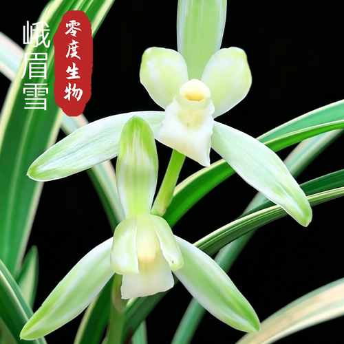 【零度生物】峨眉雪浓香型勤花勤芽叶艺国兰自然分苗建兰国兰