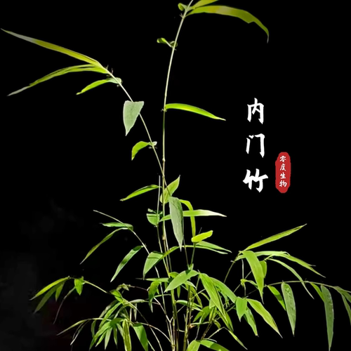 【零度生物】内门竹，上部垂悬，近似攀援状，叶片呈窄披针形