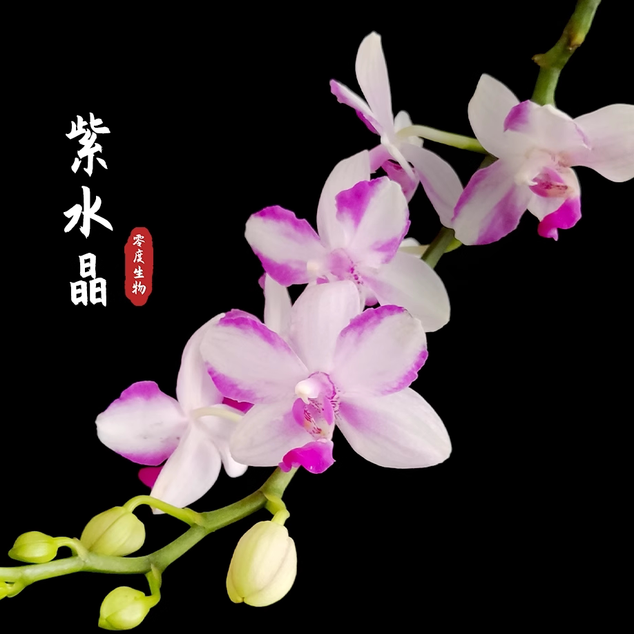 【零度生物】紫水晶夏花型续花商