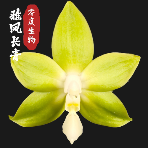 【零度生物】雅风长青浓香续花新手好养活蝴蝶兰壮苗爆根