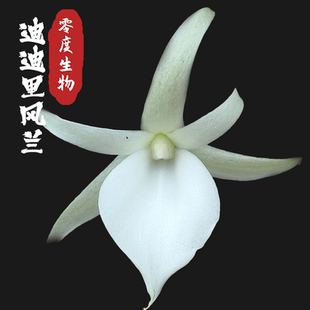 【零度生物】迪迪里风兰清香淡雅新手好养迷你型壮苗爆根纯白仙气