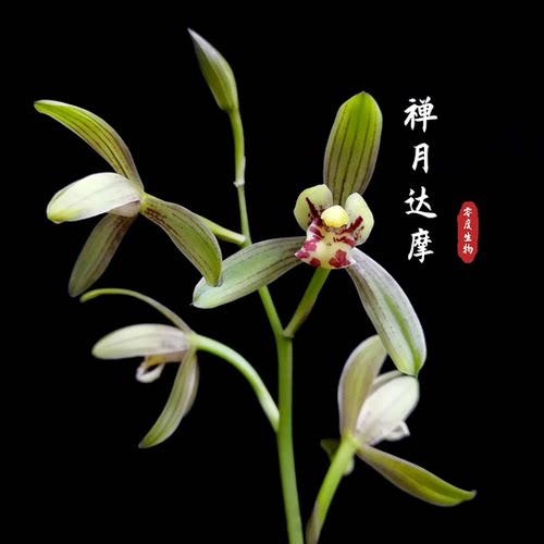 【零度生物】四季达摩浓香型勤花勤芽老种国兰自然分苗建兰国兰