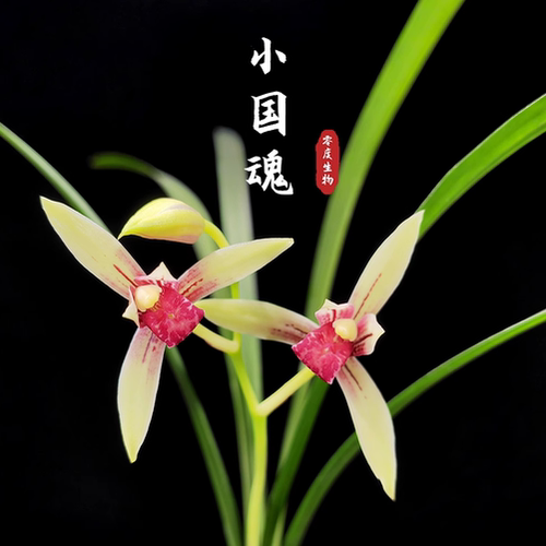 【零度生物】小国魂逸红双娇浓香型勤花勤芽原生老种自然分苗建兰