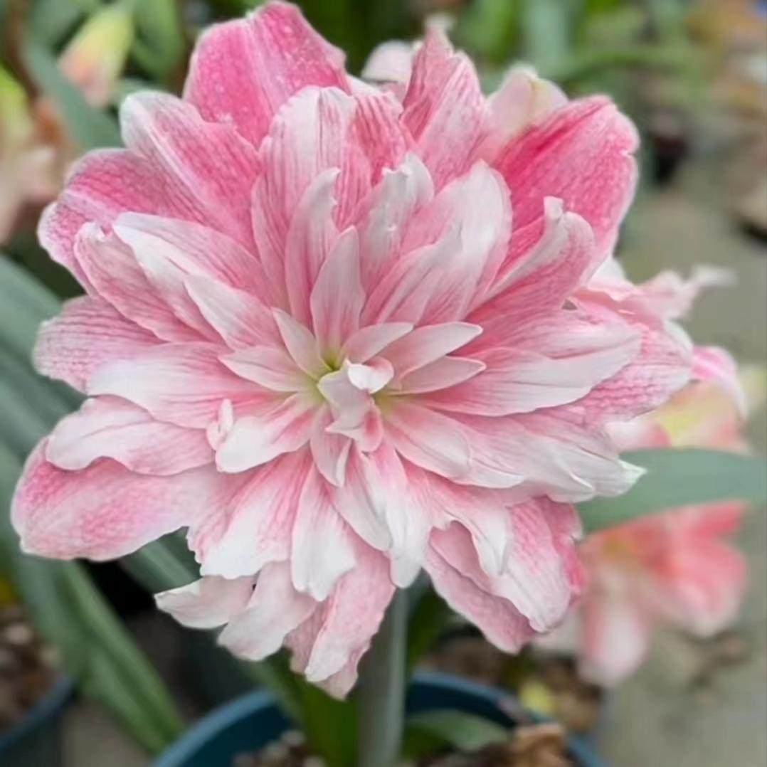 朱顶红 奥朱 日朱 台朱 各种花托/移动托盘