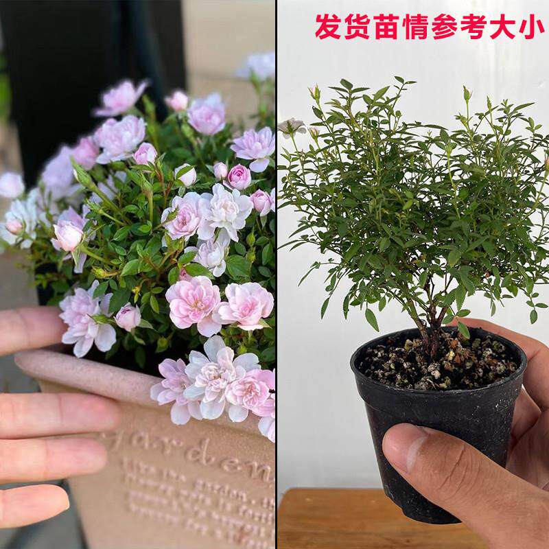 四季开 花带花苞姬乙女迷你超微型姬月季盆栽花卉室内须惠天荷繁