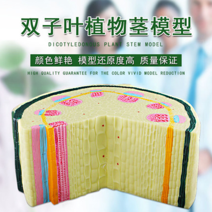 可普双子叶草本植物茎模型