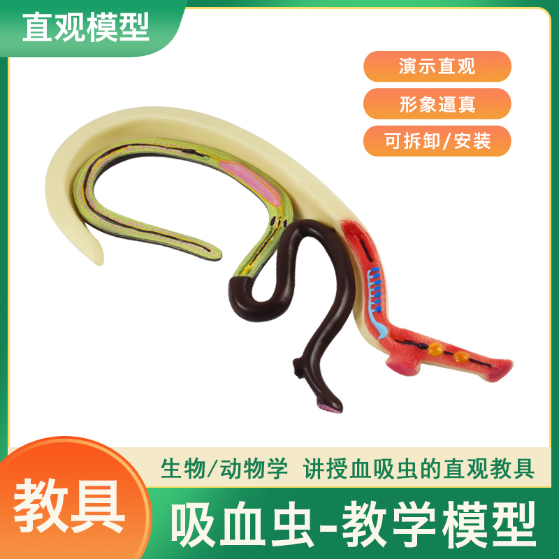 可普血吸虫模型雌雄合抱可拆装