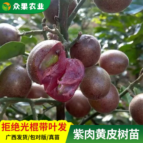 新品种紫肉黄皮果树嫁接苗