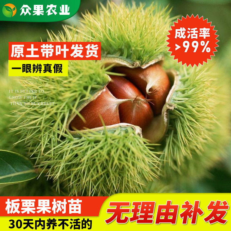 板栗树果苗嫁接苗大红袍毛粟子粉栗子树苗带土带叶地栽四季种植