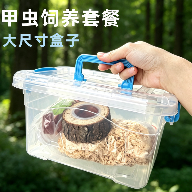 成虫独角仙甲虫甲锹昆虫锹甲饲养套餐组合手提收纳箱果冻台木屑图片
