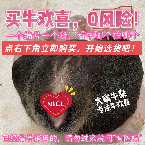 【顺丰速运】新鲜牛欢喜整套，黄牛水牛母牛生殖系统，带阴道子宫