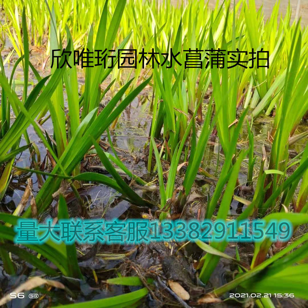 水菖蒲苗室外水生水培植物水菖蒲苗香菖蒲苗端午节用臭蒲苗图片