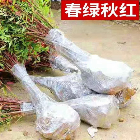 南天竹火焰红树苗室内老桩绿植