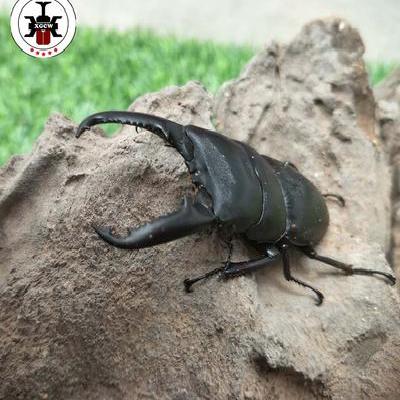 【仙哥虫屋】甲虫宠物中华大扁锹d成虫锹甲独角仙爬虫幼虫昆虫活