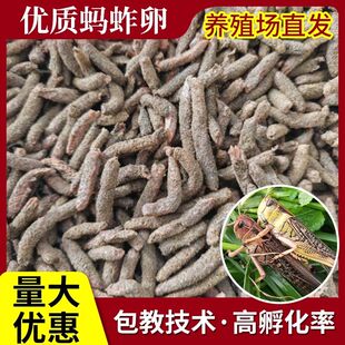 新鲜蚂蚱卵，膨化卵云南蚂蚱卵