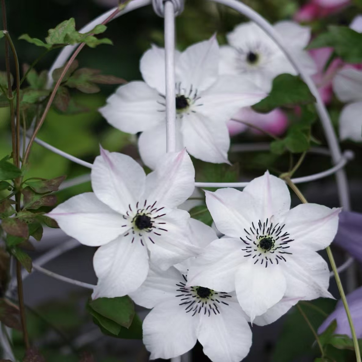 鸣翔园艺铁线莲向阳F系佛罗里达