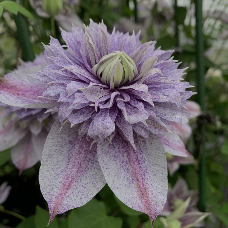 鸣翔园艺铁线莲水面妖精F系花苗