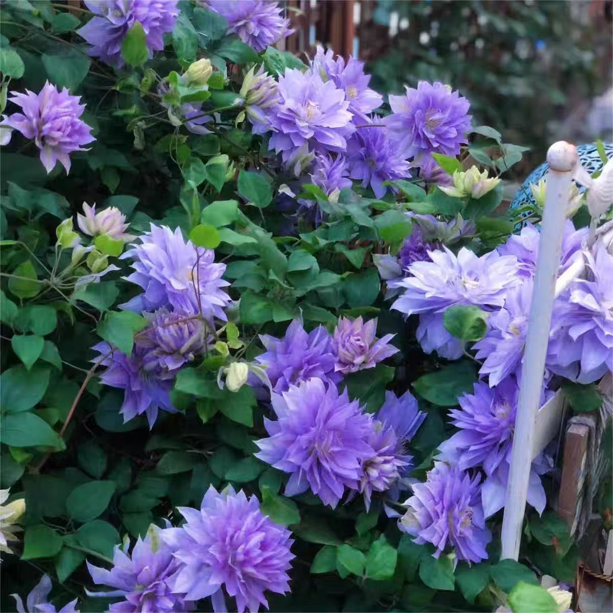 铁线莲伍斯特美女早花组二类