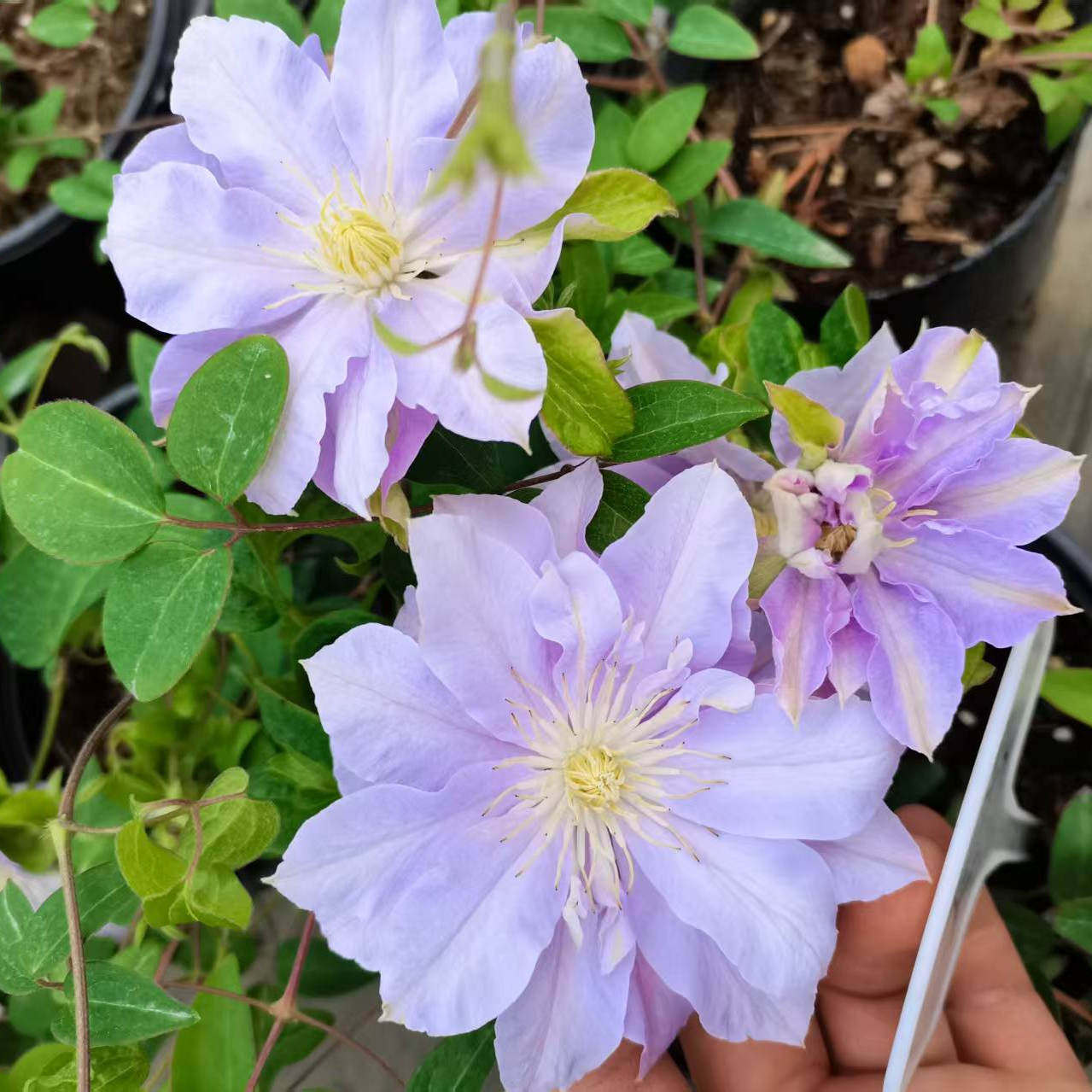 鸣翔园艺铁线莲天空早花组二类攀援爬藤植物盆栽花苗阳台庭院楼顶