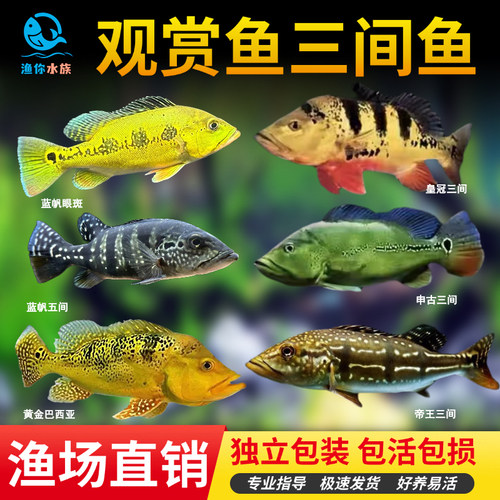 黄金巴西亚热带鱼活体热带鱼