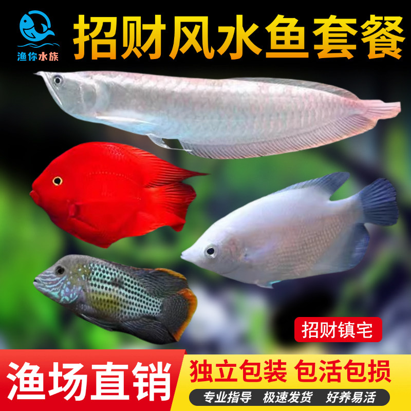 银龙招财鱼发财鱼招财猫中大型热带观赏鱼镇宅发财风水套餐