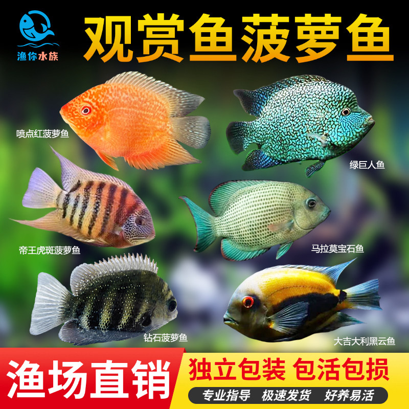 喷点菠萝鱼活体钻石菠萝帝王虎斑绿巨人德州豹球体大吉大利黑云鱼