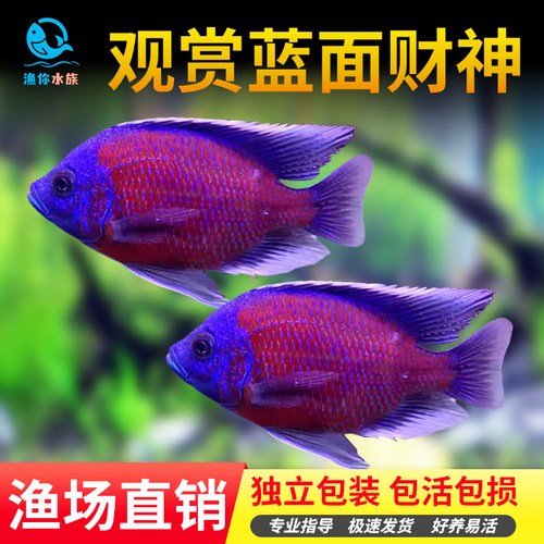 蓝面财神观赏鱼淡水鱼观赏鱼
