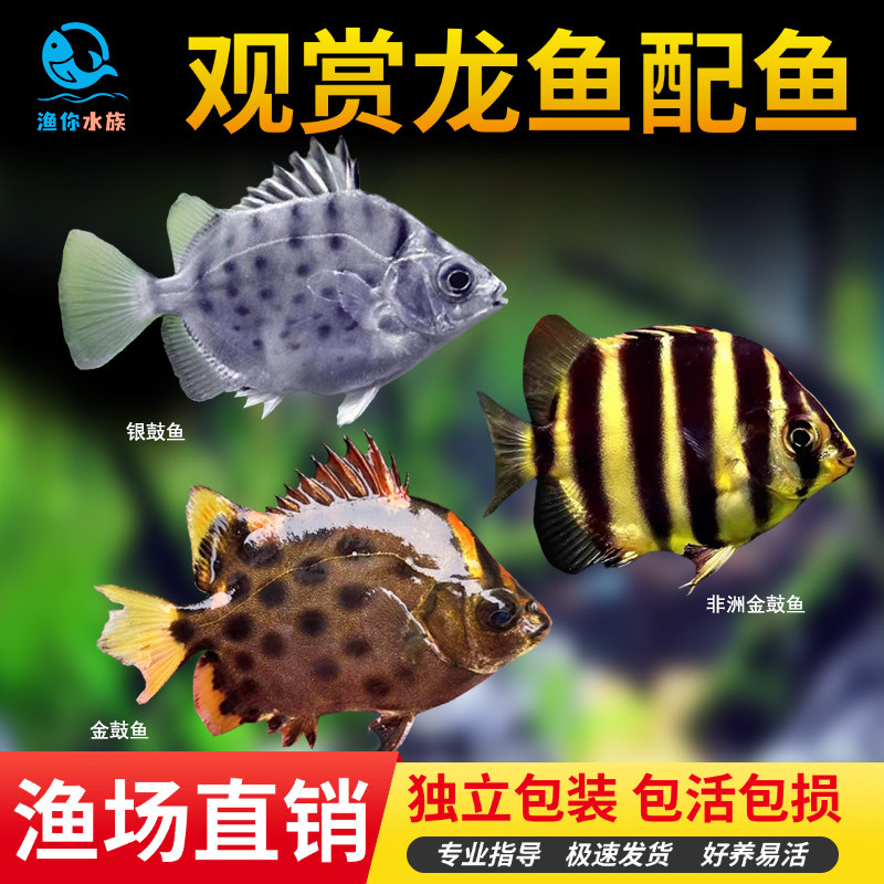 非洲金鼓鱼精品银鼓鱼活鱼爆点金钱多纹鱼高端中层配鱼热带观赏鱼