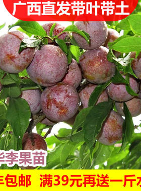 李子苗嫁接李子树苗南北方种植