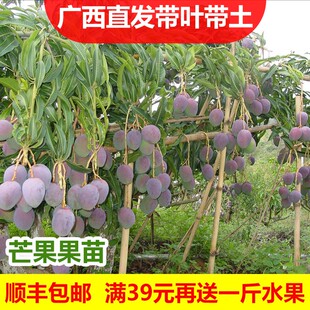 芒果果树苗当年结果金煌芒红贵妃水果树苗嫁接南方种植北方四季芒