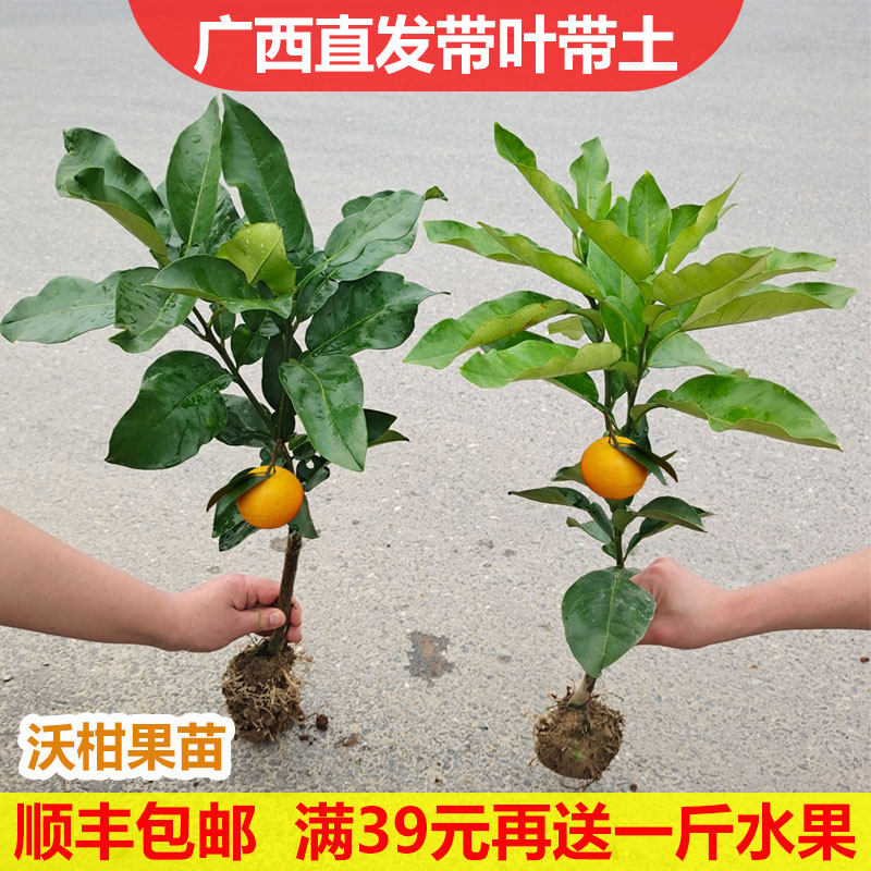 沃柑树苗砂糖橘苗金桔子苗橘子苗盆栽地栽柚子橙子果树苗当年结果