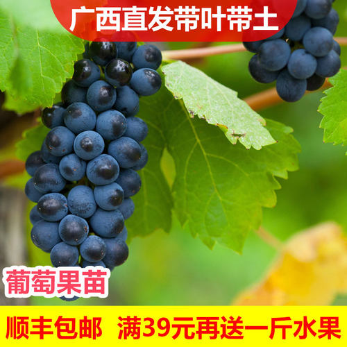 29元2棵带土带叶爬藤葡萄树苗