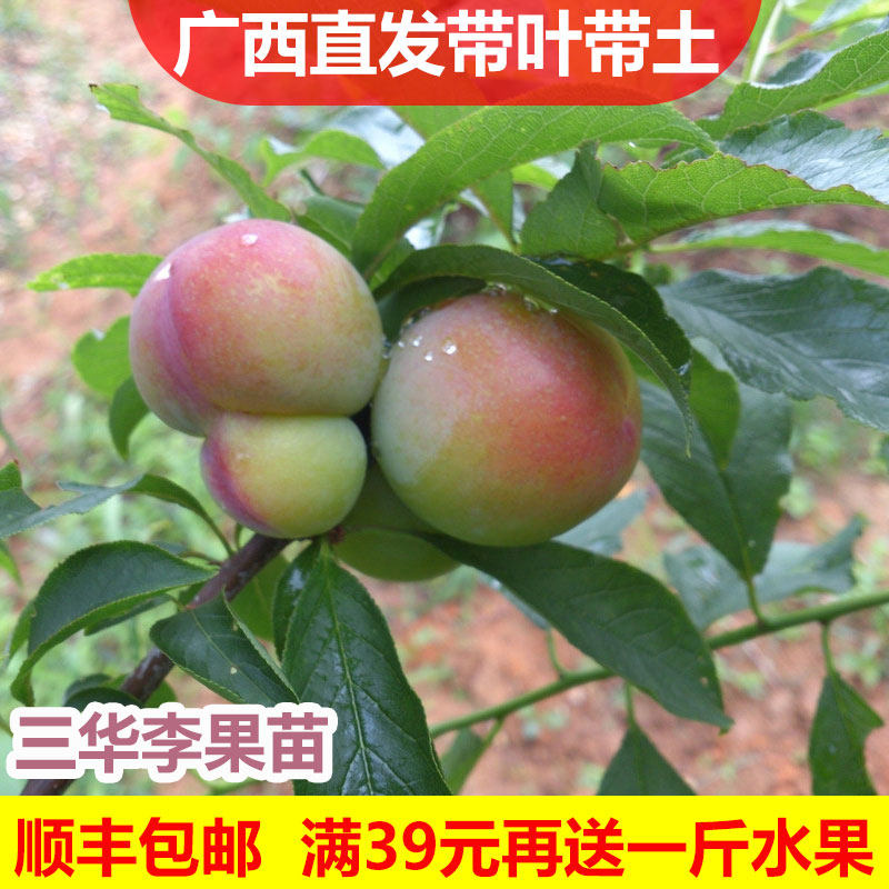 嫁接庭院 黑霸王李子树苗荷兰黑巨李子苗 南北方种植地栽当年结果