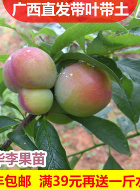 庭院荷兰南北方种植地栽李子树苗