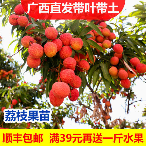 果树苗庭院种植盆栽无核荔枝