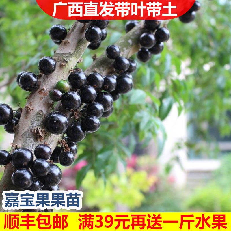 嘉宝果苗台湾进口四季早生嘉宝果树苗名贵水果苗盆栽果苗树葡萄苗