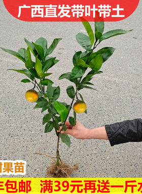 无核丑橘地栽南北方种植沃柑树苗