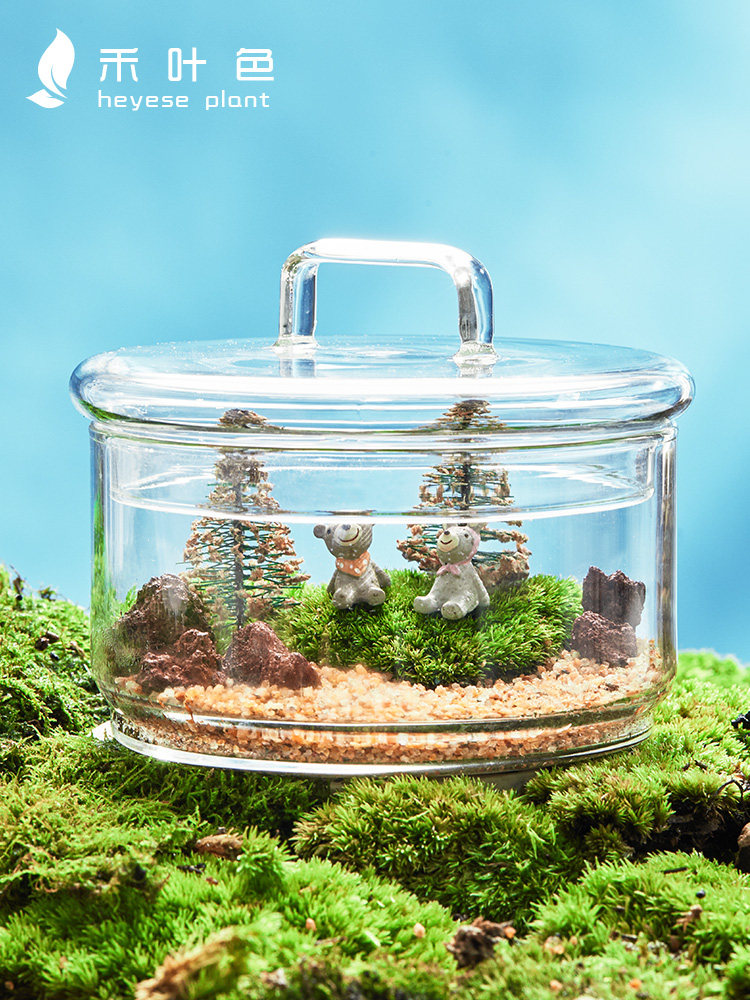 盆景植物玻璃瓶价格 盆景植物玻璃瓶图片 星期三