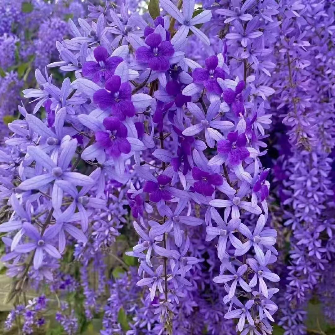 泰国大叶蓝花藤许愿藤阳台庭院网红四季开花爬藤大叶兰花藤包对版
