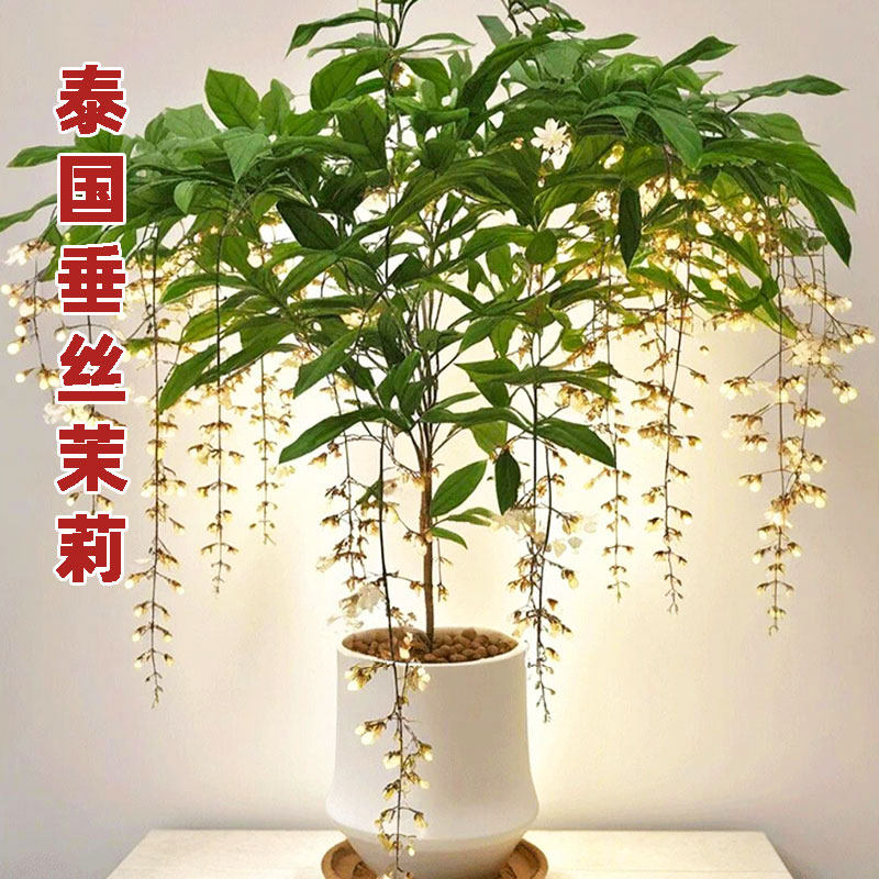 垂丝茉莉盆栽带花苞老桩客厅绿植阳台四季开花泰国垂吊植物茉莉花